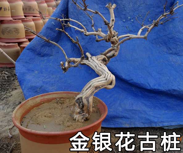 金银花树桩盆景直销店