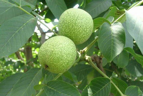 伊豆干果行/美味、健康一起来/新店大特价啦