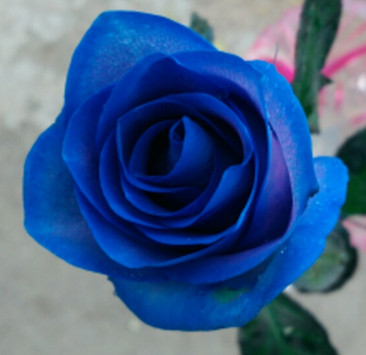yaa蓝玫瑰