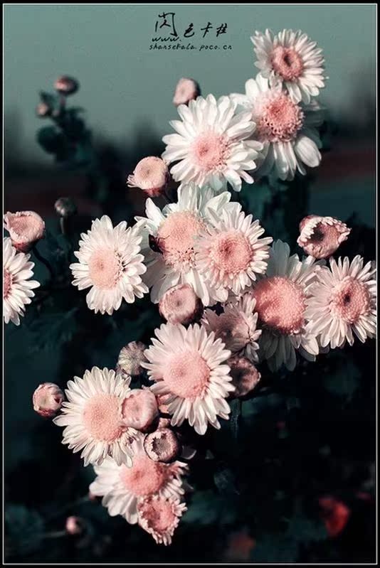 中国,网店,晨晨精品屋,▊▍沈宅。▊▍,时尚电子