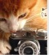 小猫咪摄影器材
