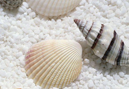 <em>福建</em>特产 东山海产 武夷山<em>茶叶</em> 蛇酒(芭比妹妹