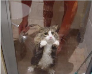 爱洗澡的猫猫(手工皂 冷制皂)