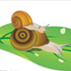 蜗居贝壳