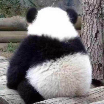 熊猫家 高端定制