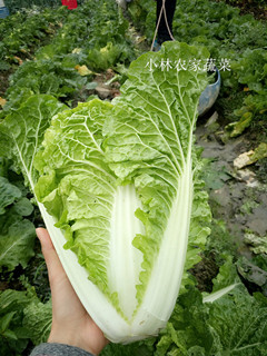 小林农家蔬菜