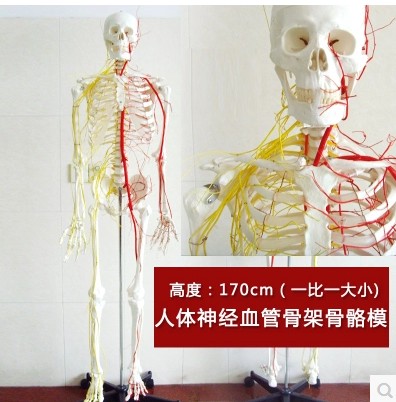 颐诺医学模型1