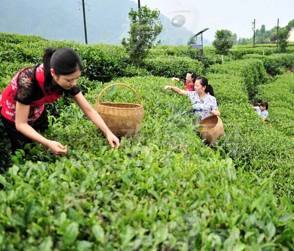 阿惠红茶坊