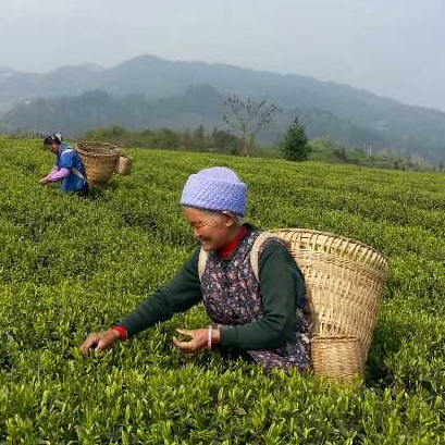 贵州农家高山茶