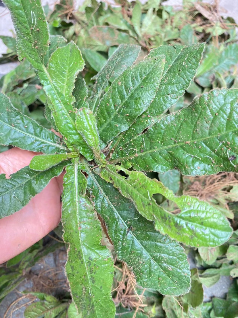 山野百草小子