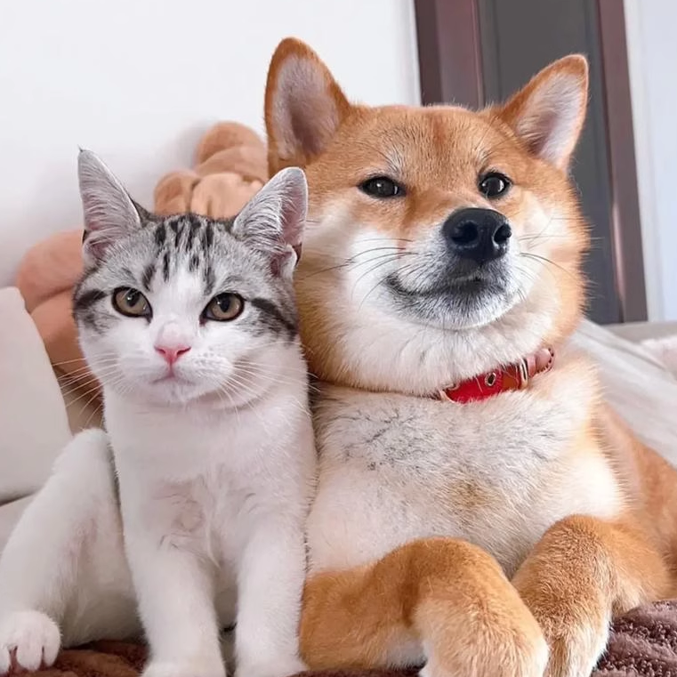 CatDog宠物生活馆