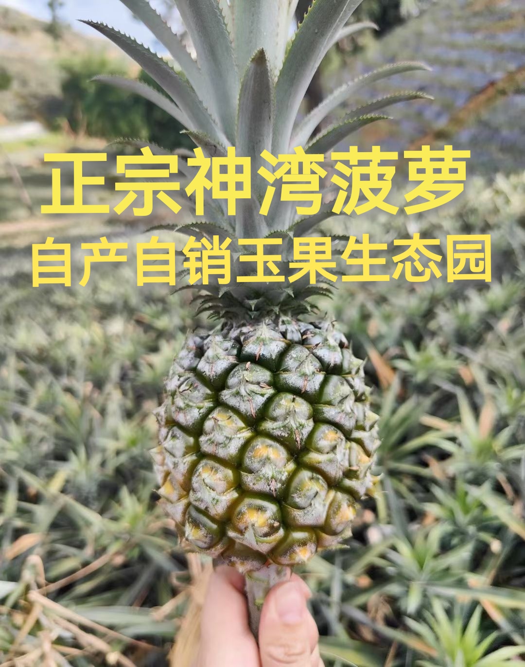 神湾菠萝自产自销玉果生态园