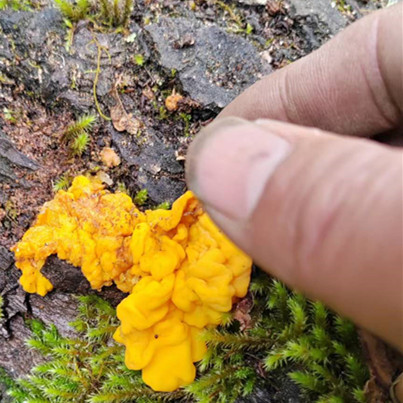 西藏林芝波密墨脱各种特色特产