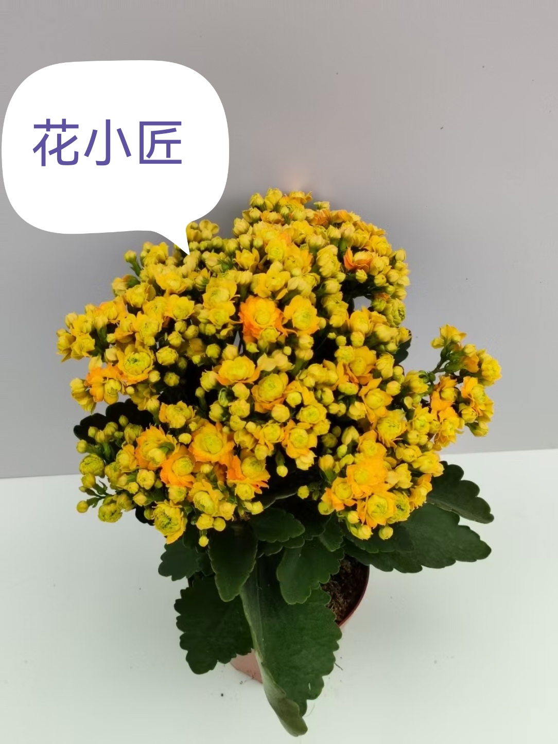 花小匠养花