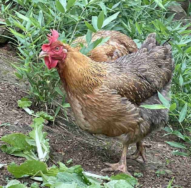 湖北松树林土鸡蛋