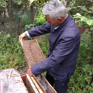 成都木蓝香蜂业中蜂养殖