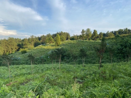 贵州高山野生艾草店