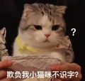 汤圆一只猫