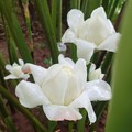 海南热带花卉植物园