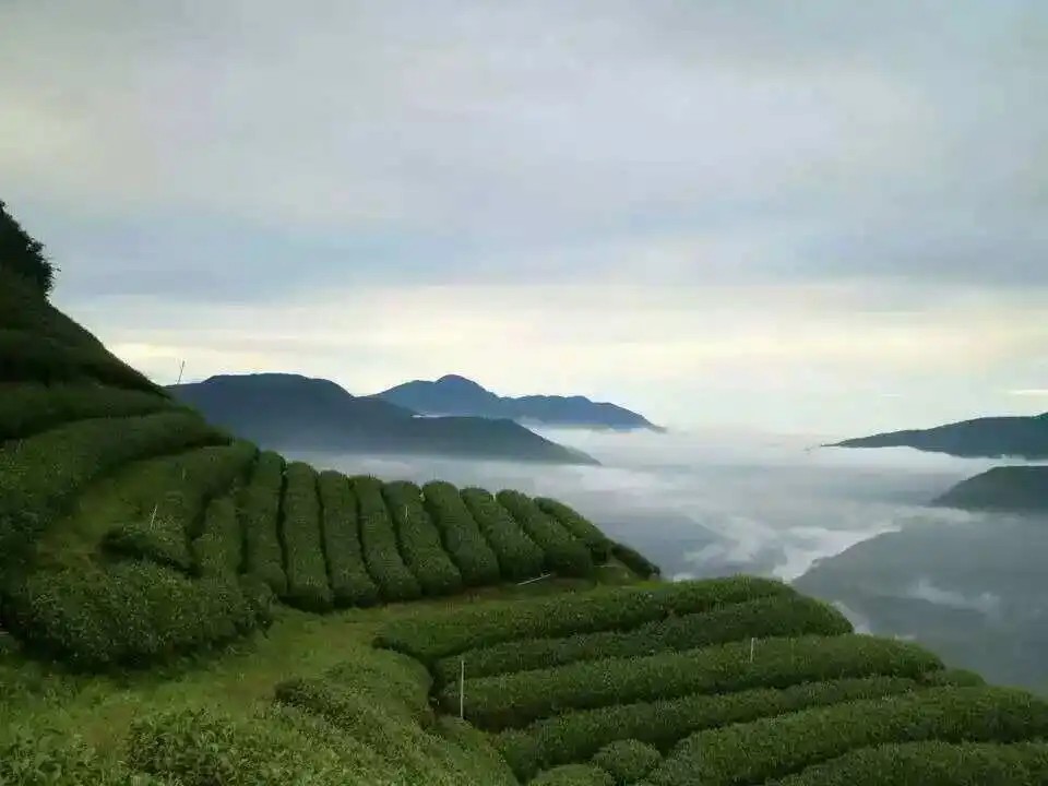 东宝茶业