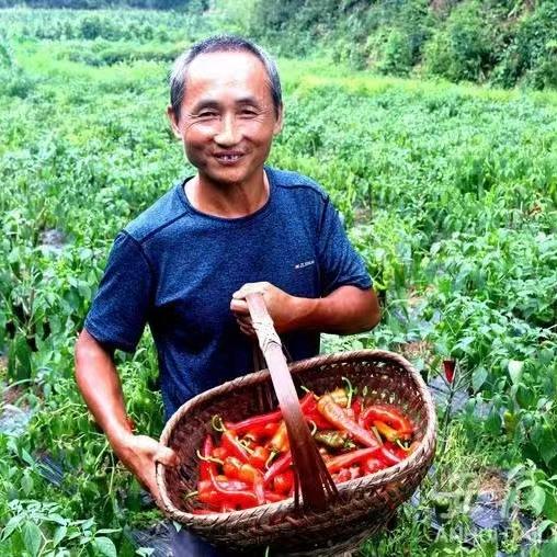 黄山老胡家小菜园