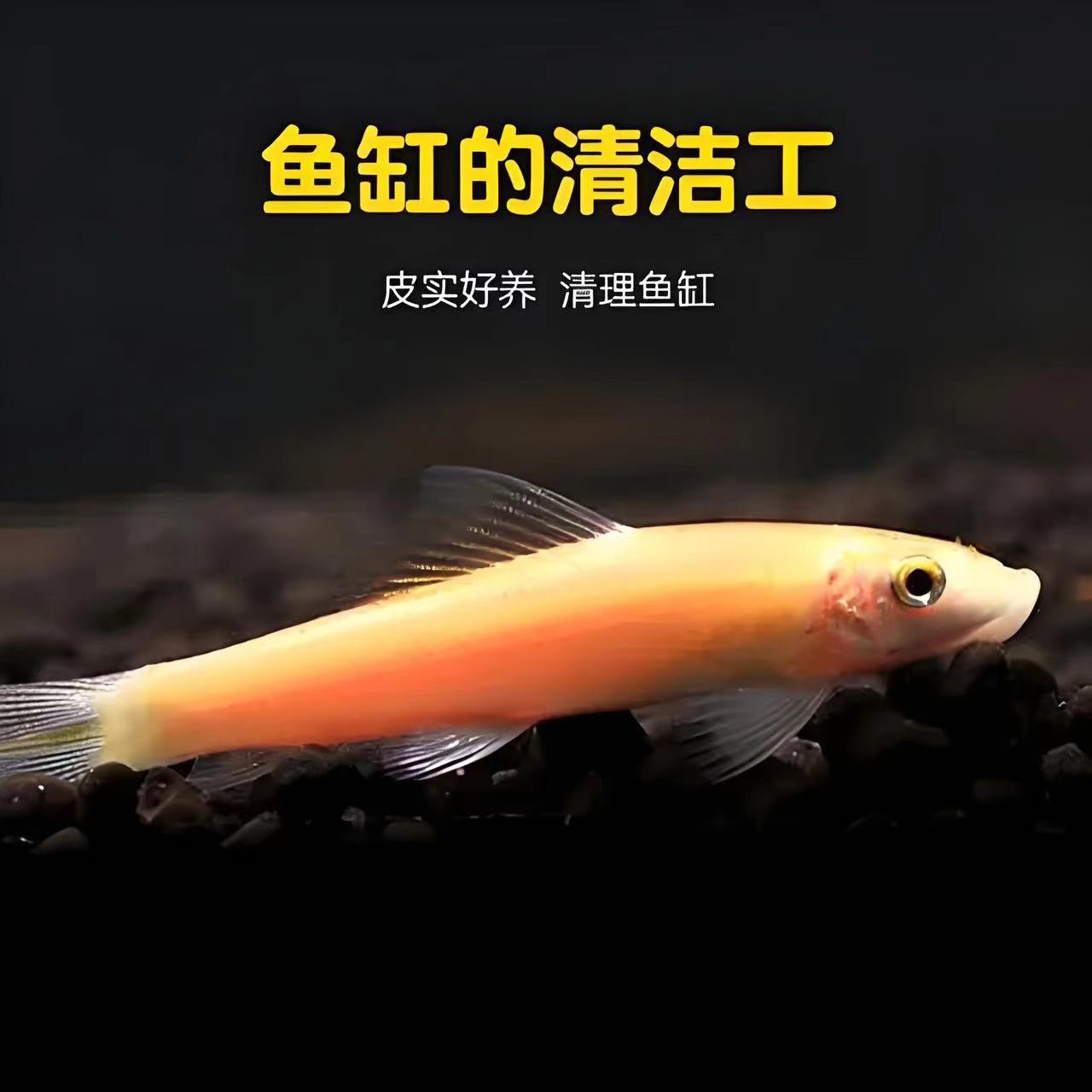 巨齿鲨水族馆企业店