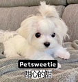 Petsweetie甜心宠物店