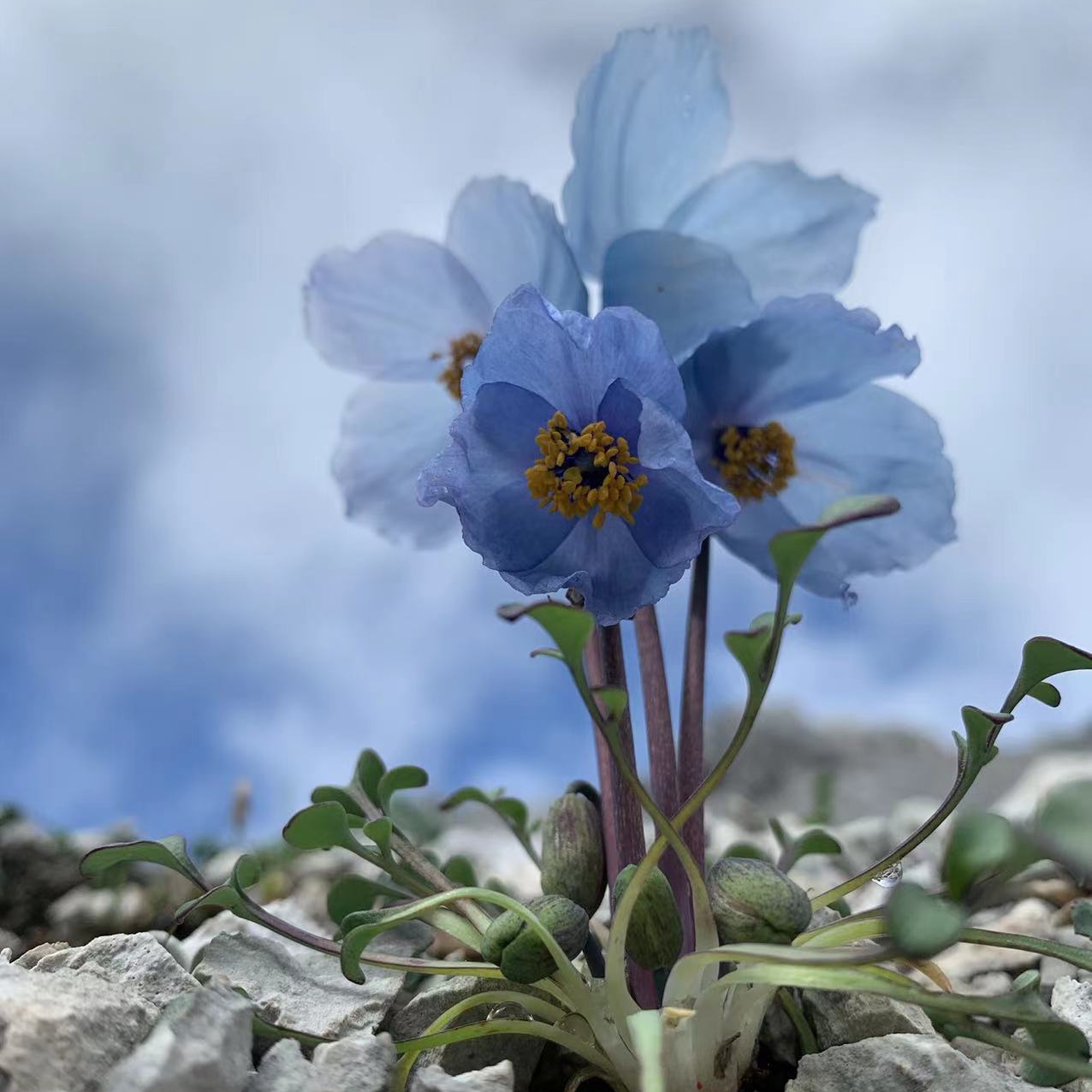 牧之的高山花园